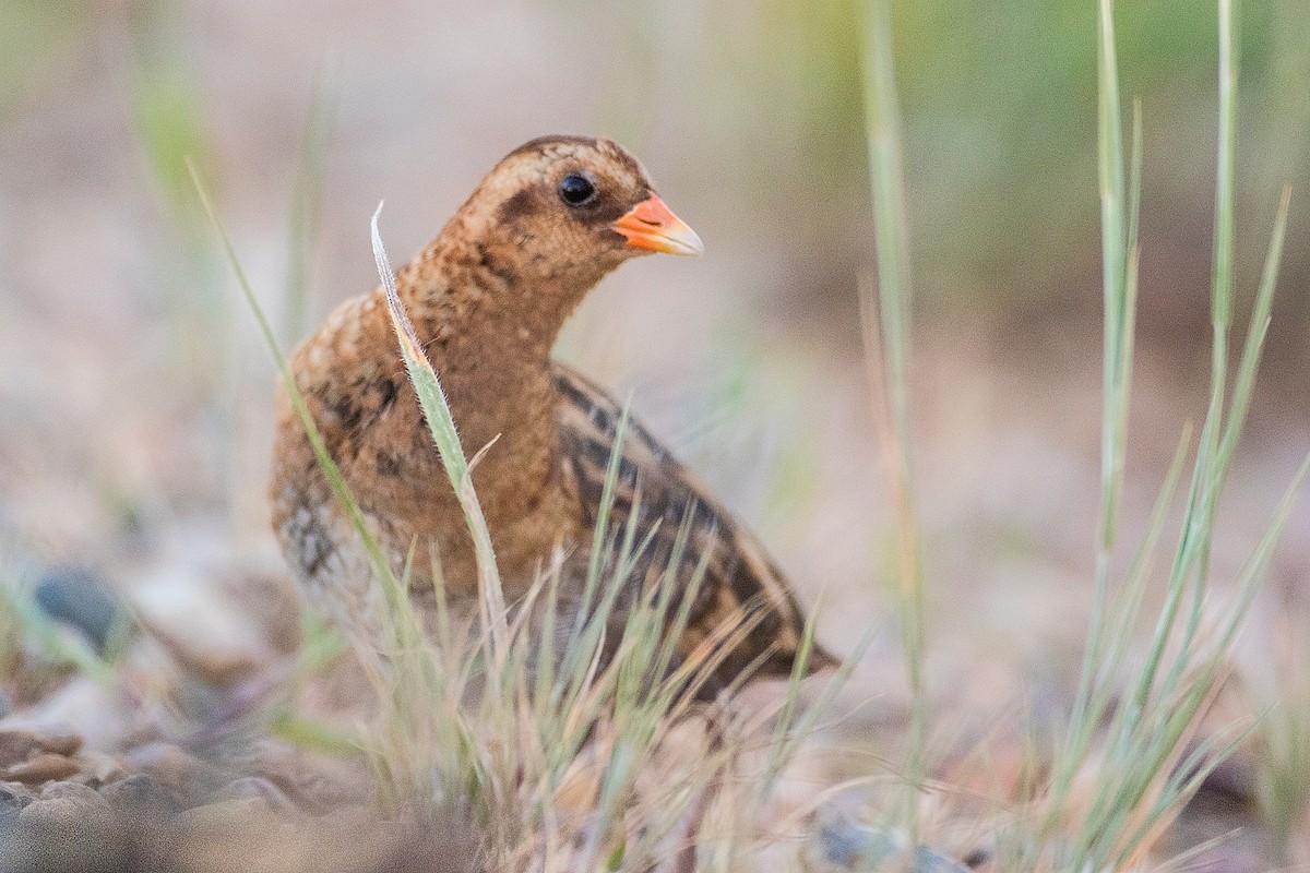 Yellow Rail - ML123579511