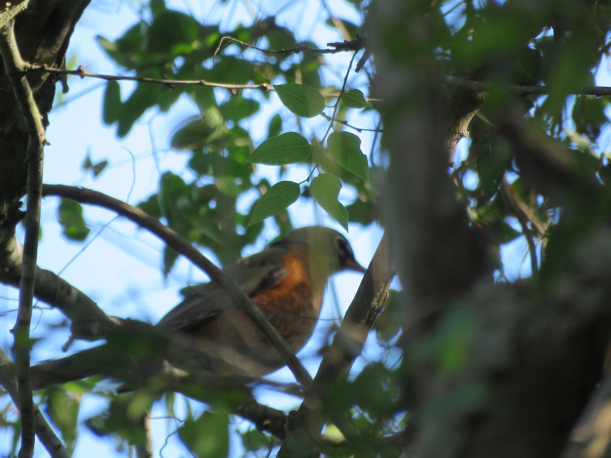 American Robin - Erica Rutherford/ John Colbert