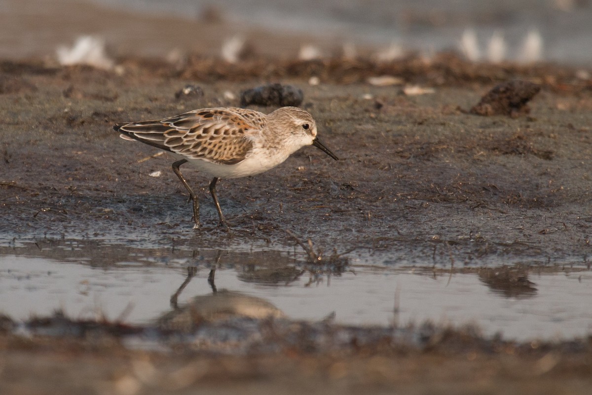 Western Sandpiper - Mark Dettling