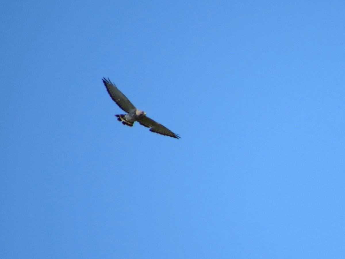 Broad-winged Hawk - ML123585321