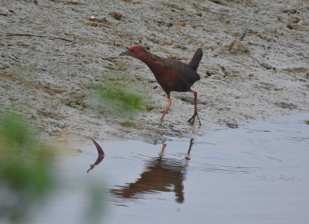 Ruddy-breasted Crake - Afsar Nayakkan