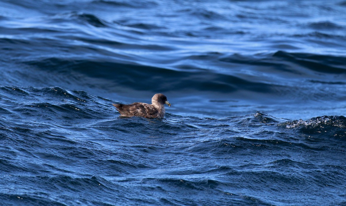 Fulmar boréal - ML123588971