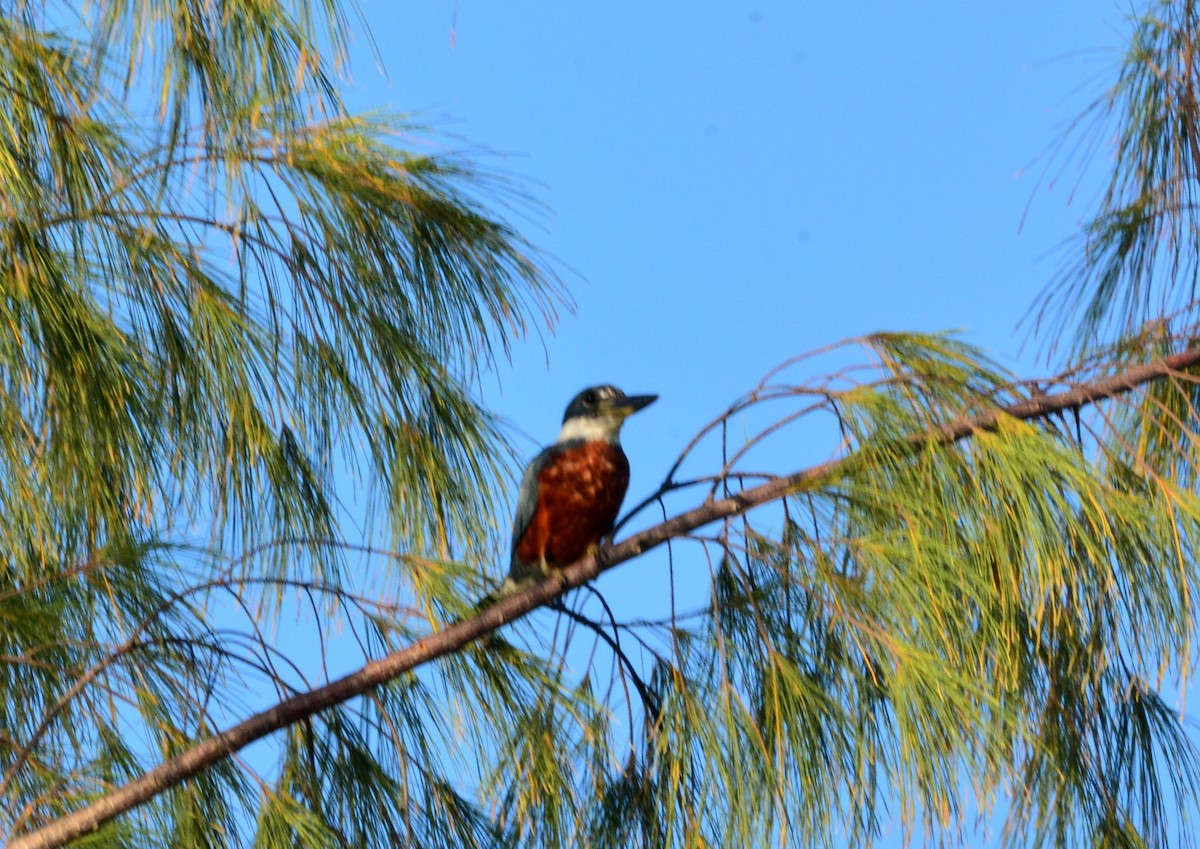 Ringed Kingfisher - ML123589581