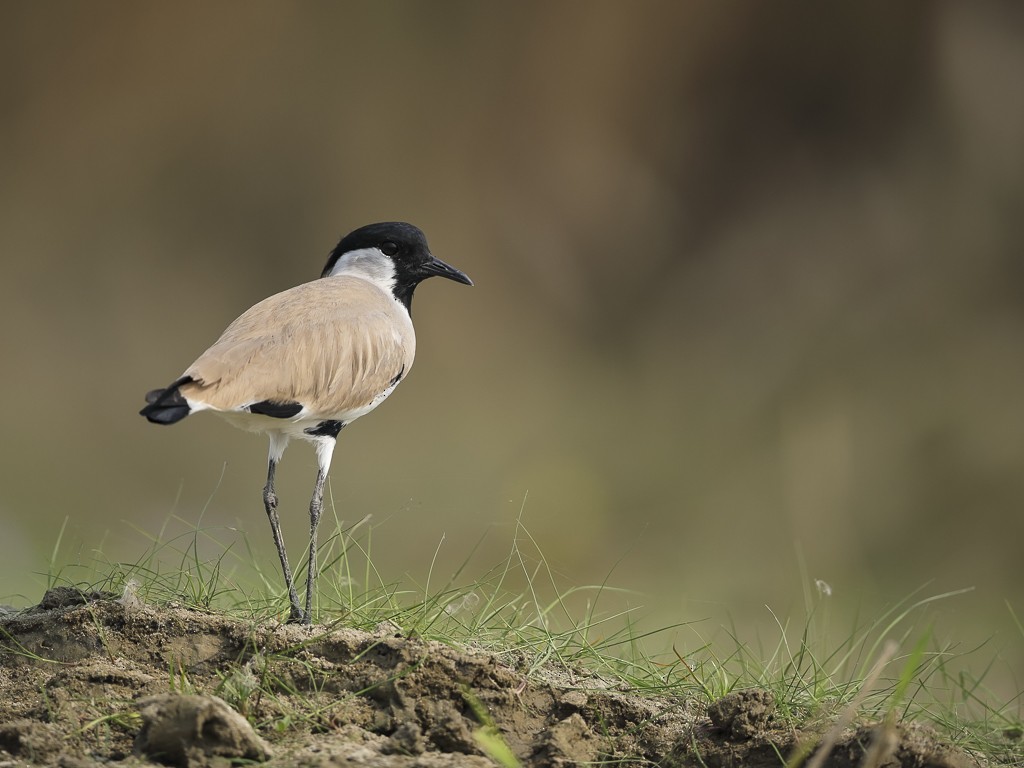 River Lapwing - ML123589751