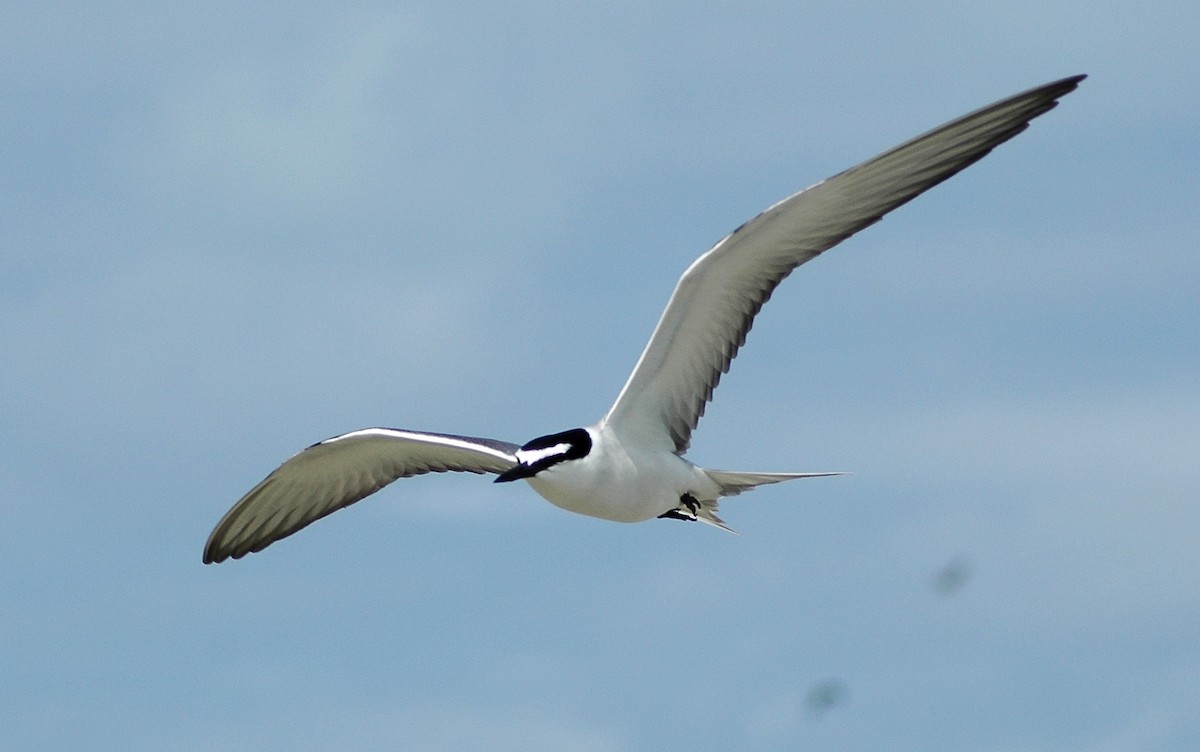 Gray-backed Tern - Steve Tucker