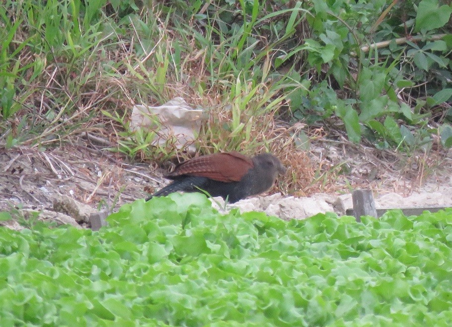 Greater Coucal - ML123589931