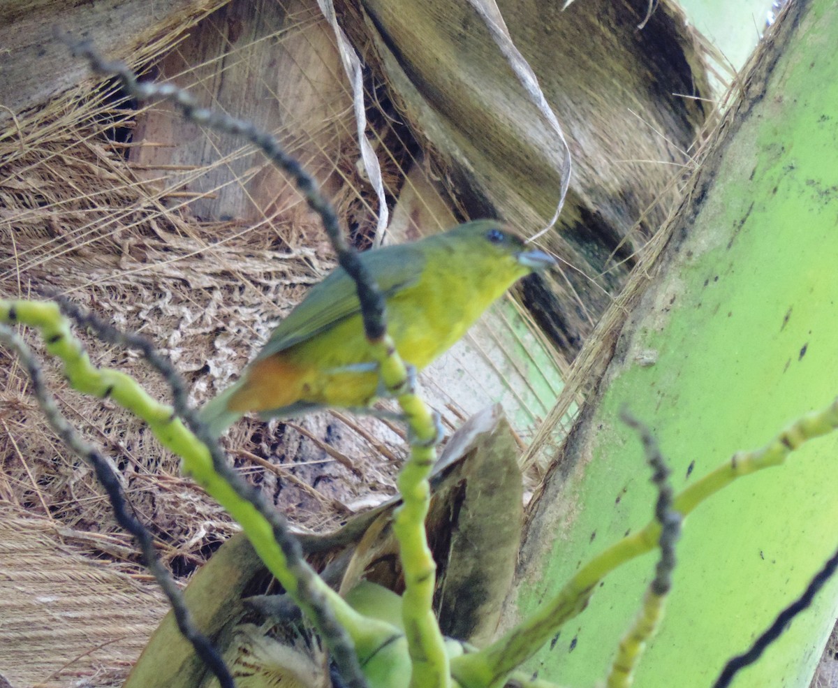 Olive-backed Euphonia - ML123589961