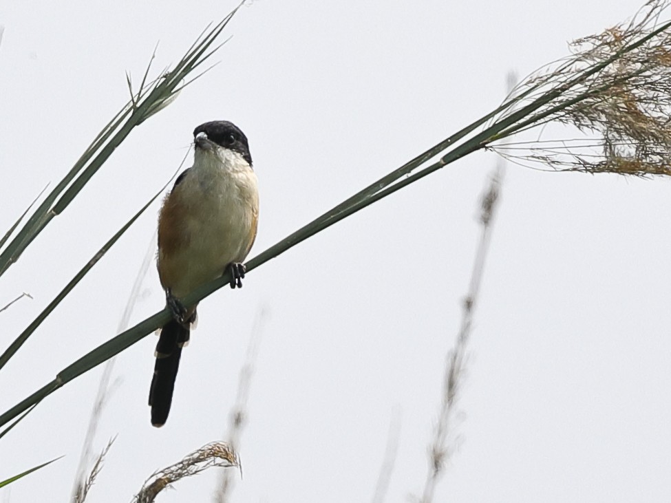 Long-tailed Shrike - ML123590191