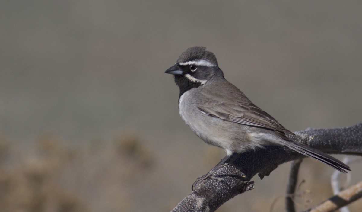 Black-throated Sparrow - ML123590281