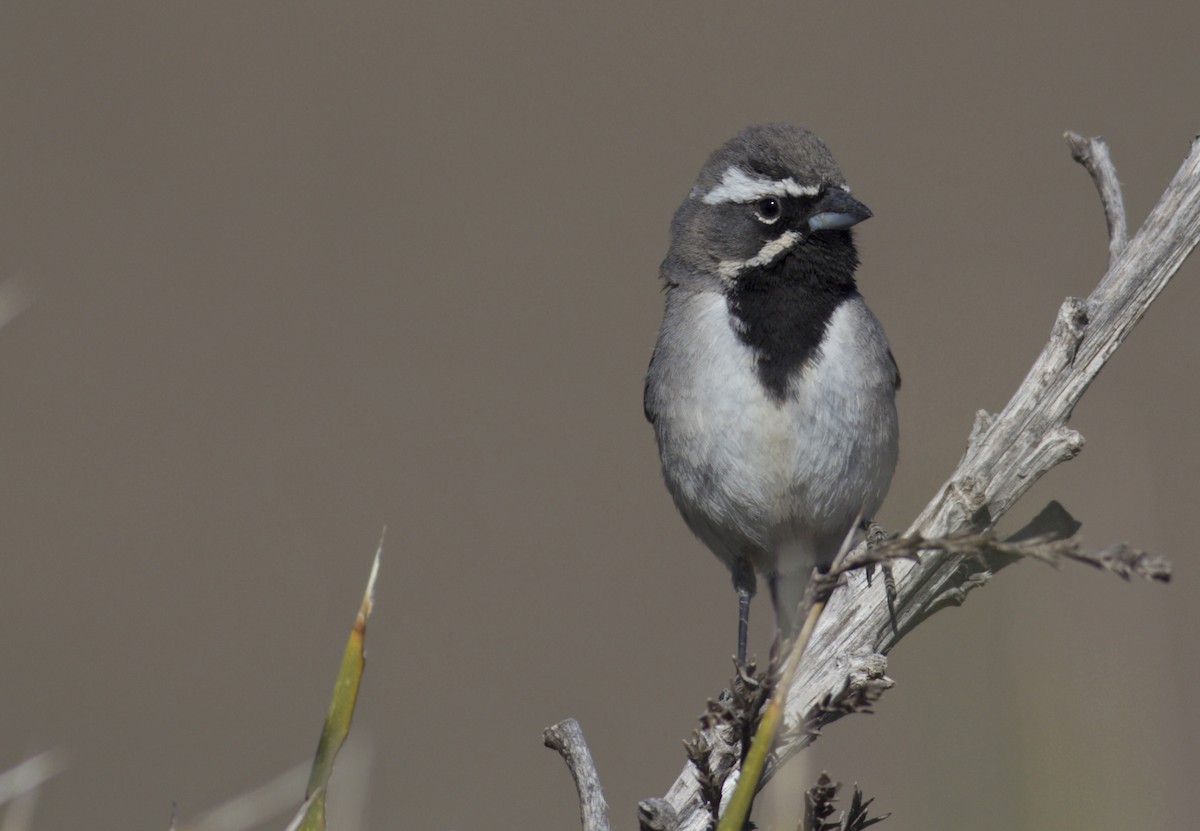 Black-throated Sparrow - ML123590291