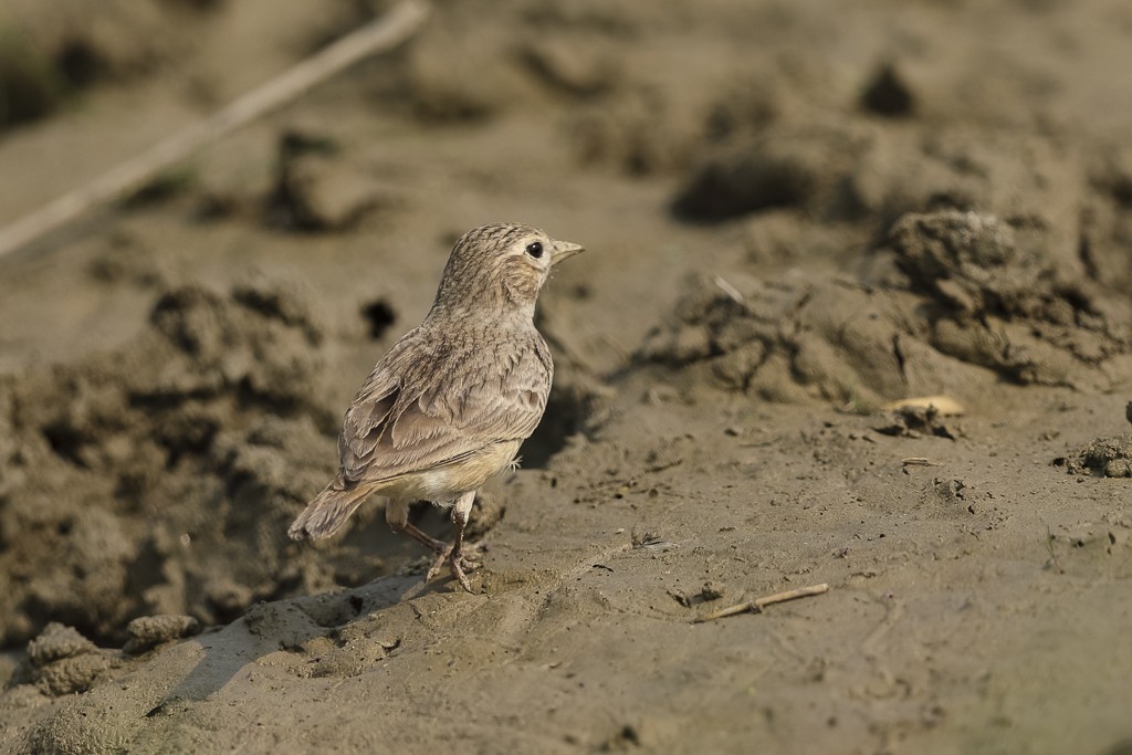 Sand Lark - ML123590321