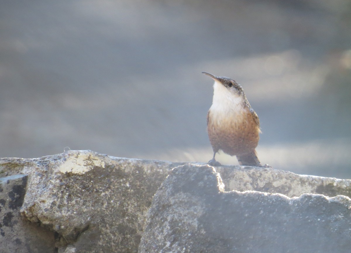 Canyon Wren - Sherry Meddick