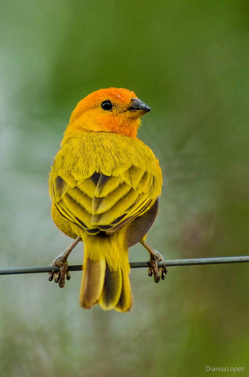 Saffron Finch - ML123590991