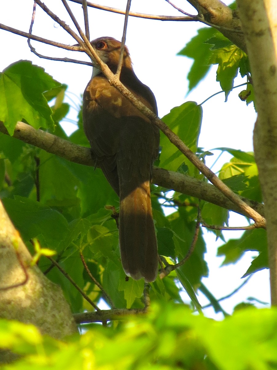 Black-billed Cuckoo - ML123591101