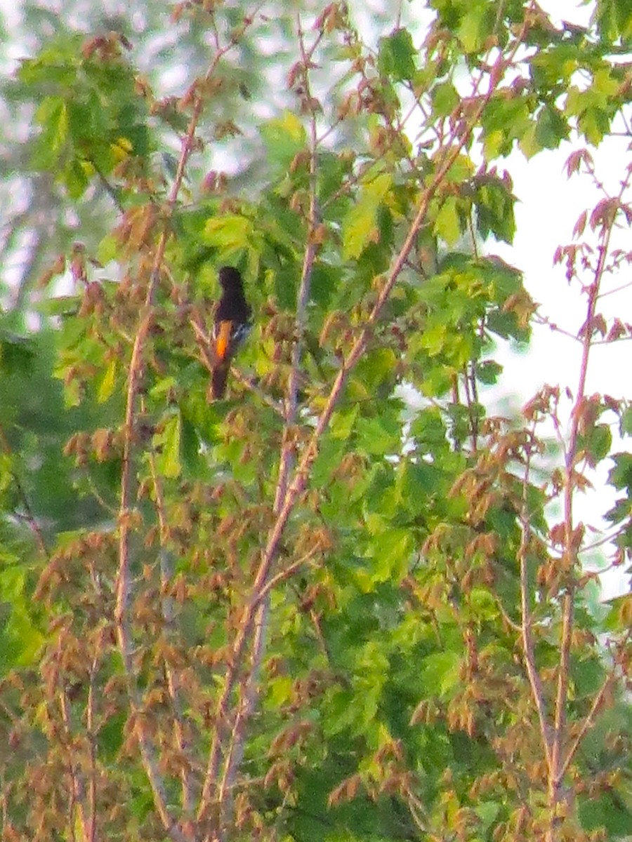 Baltimore Oriole - Alex Eberts