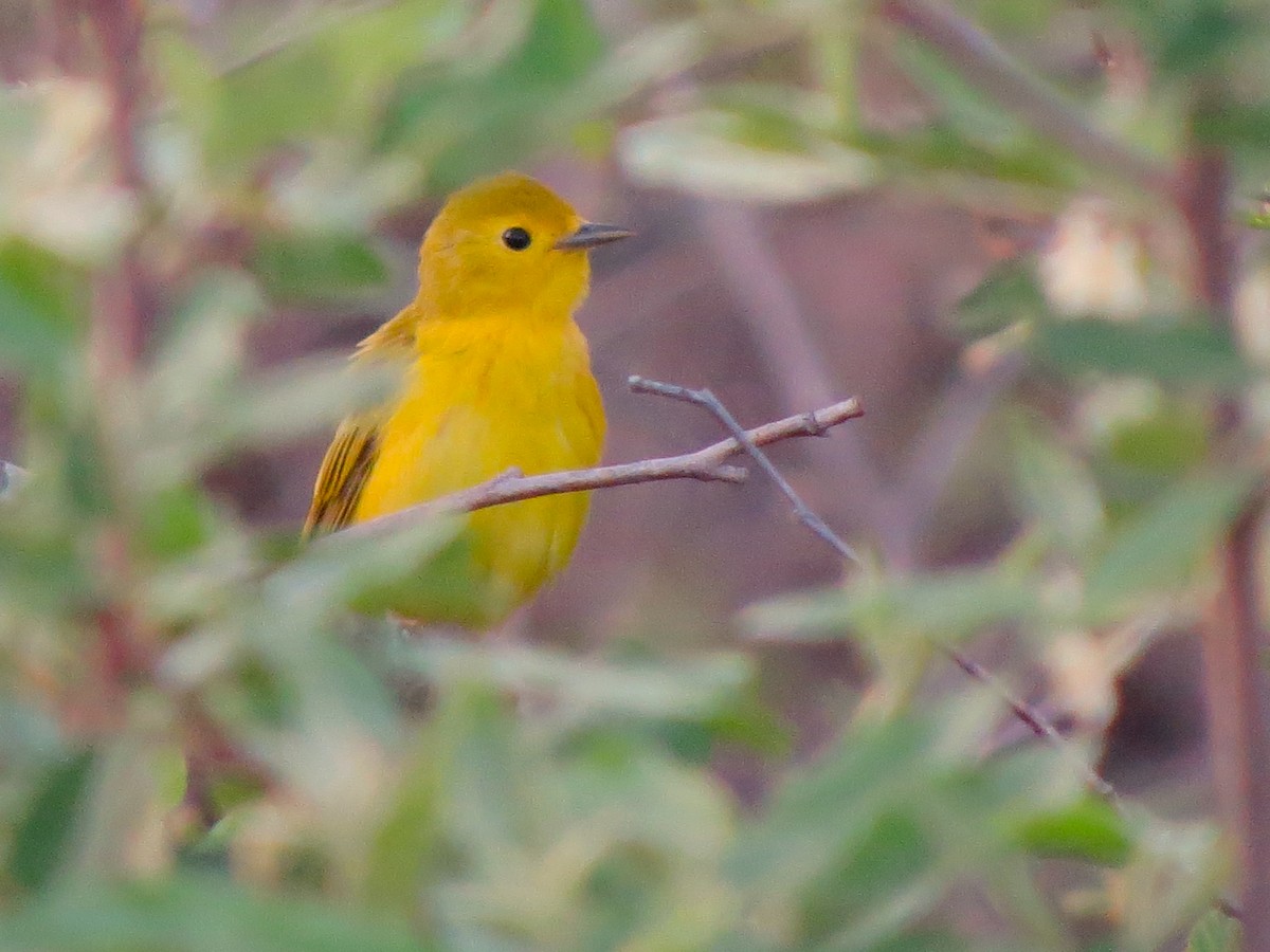 Yellow Warbler - ML123591431