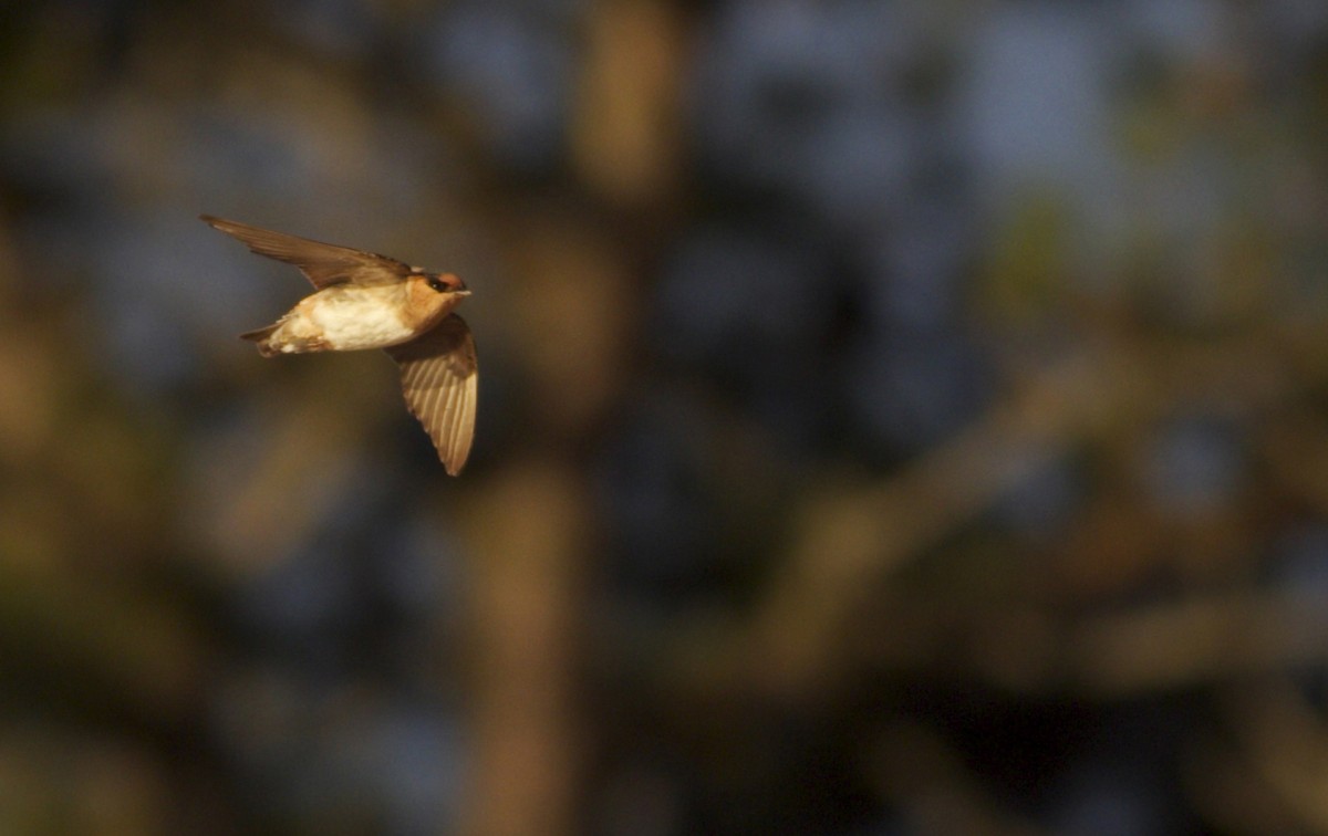 Cave Swallow - ML123591541