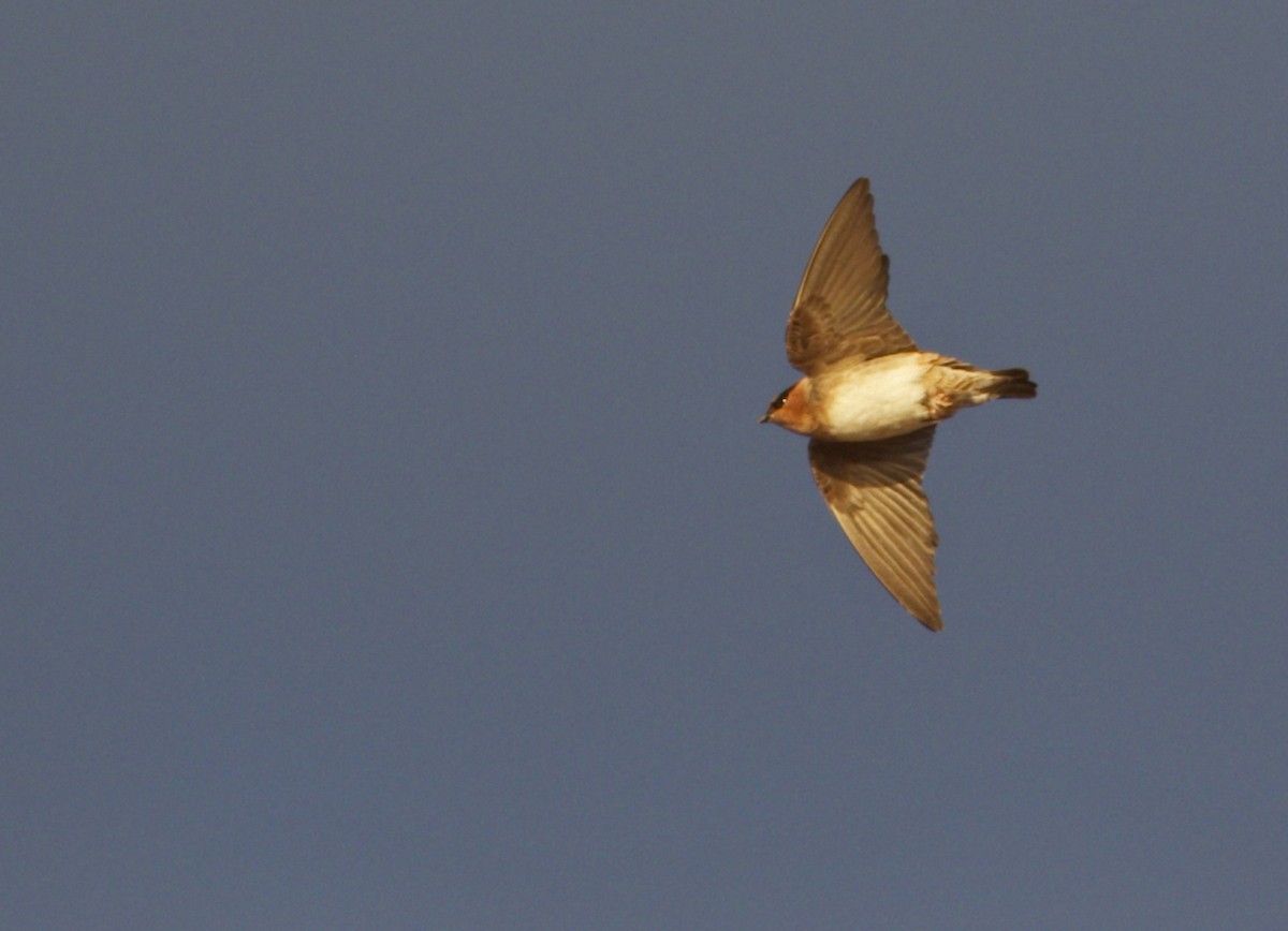 Cave Swallow - ML123591611