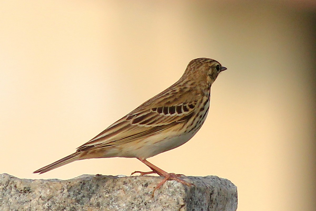 Tree Pipit - ML123591751