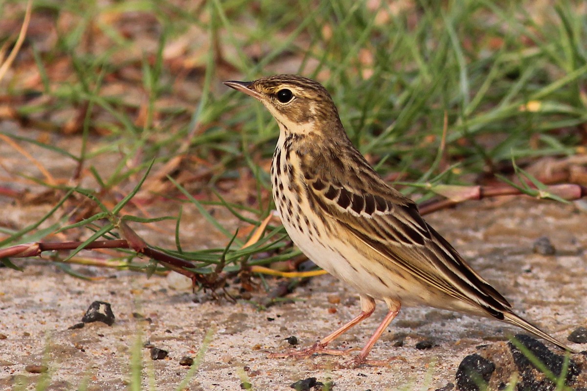 Tree Pipit - ML123591761