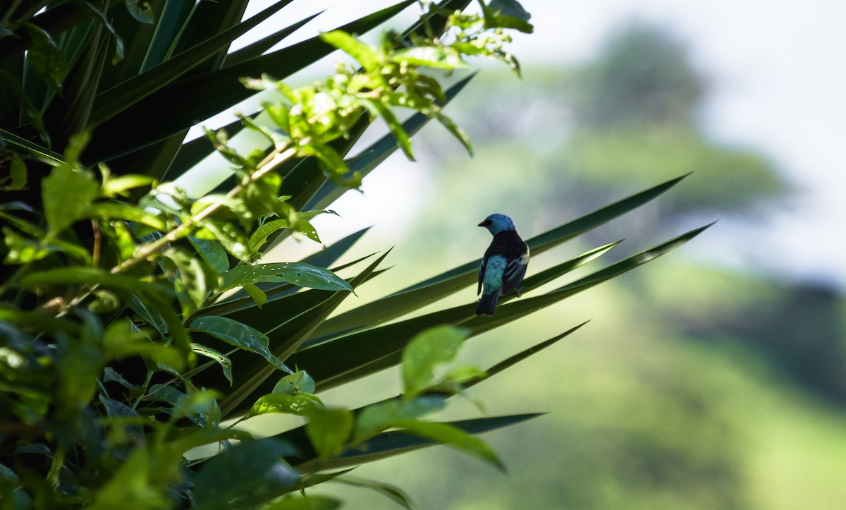 Blue-necked Tanager - ML123592901