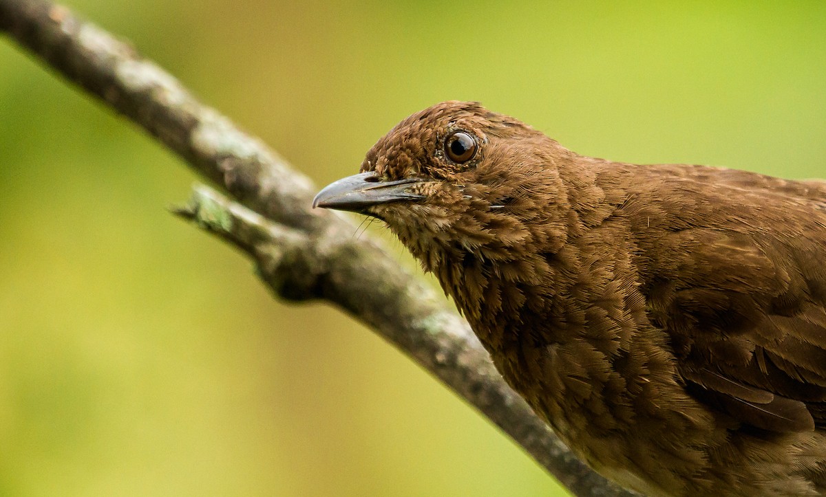 Black-billed Thrush - ML123593091