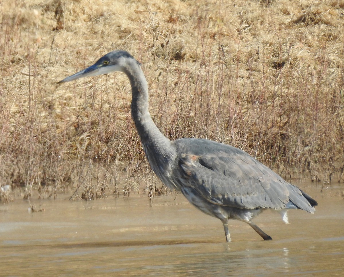 Great Blue Heron - ML123593731