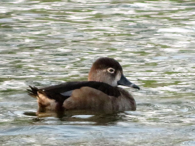 Ring-necked Duck - ML123595911