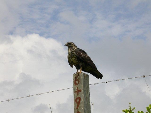 káně tmavá (ssp. anthracinus/utilensis) - ML123596631