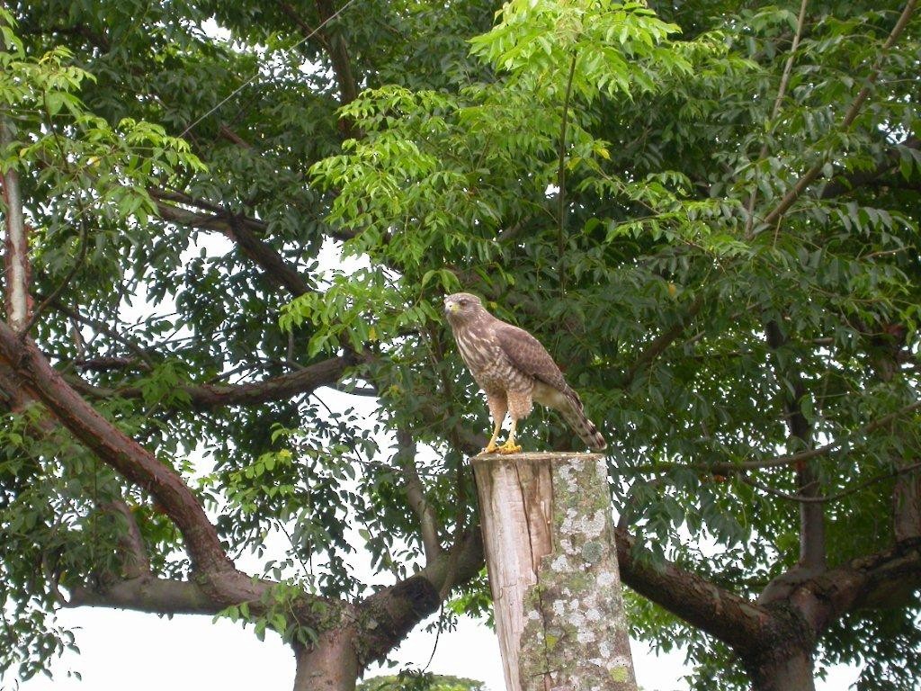 Roadside Hawk - ML123596651