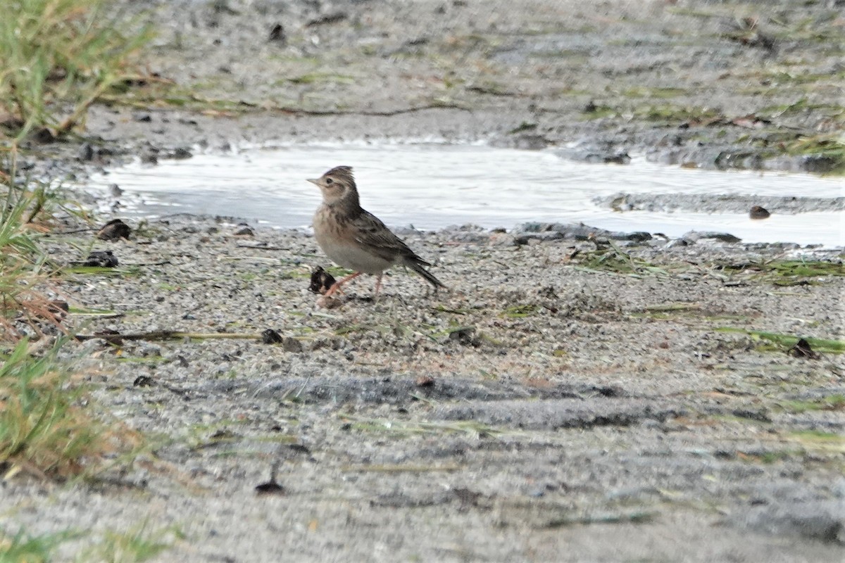 Eurasian Skylark (European) - ML123598841