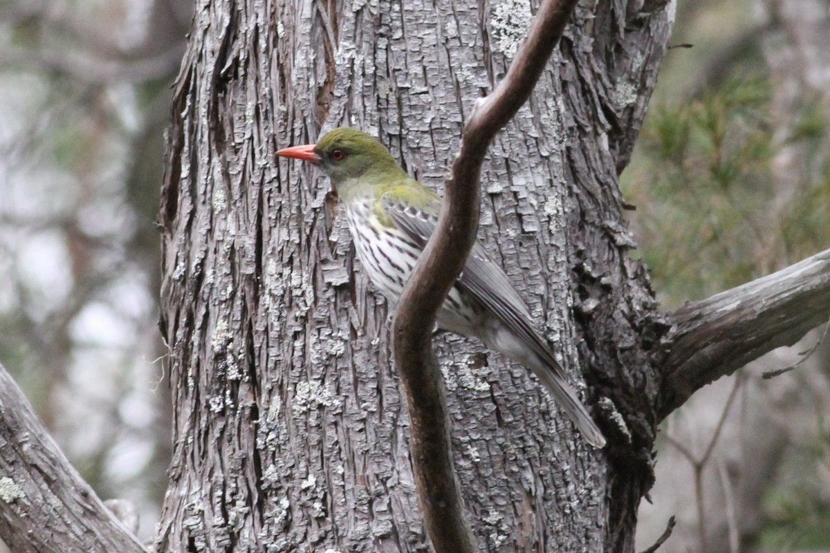 Olive-backed Oriole - Robert Hamilton