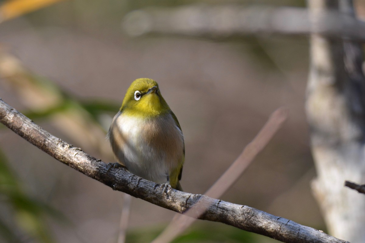 Warbling White-eye - Yasuhiko Komatsu