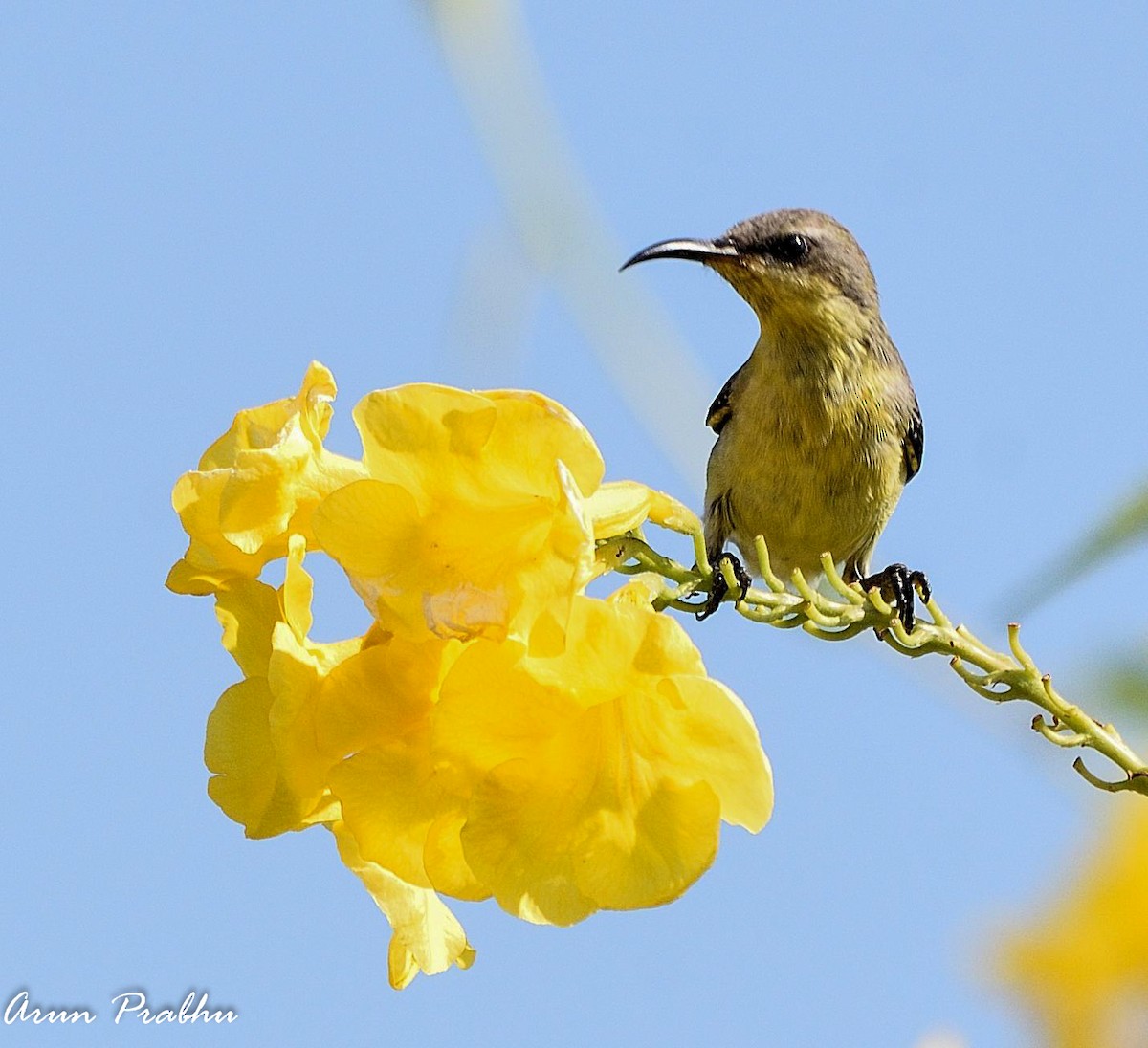 Purple Sunbird - ML123601401