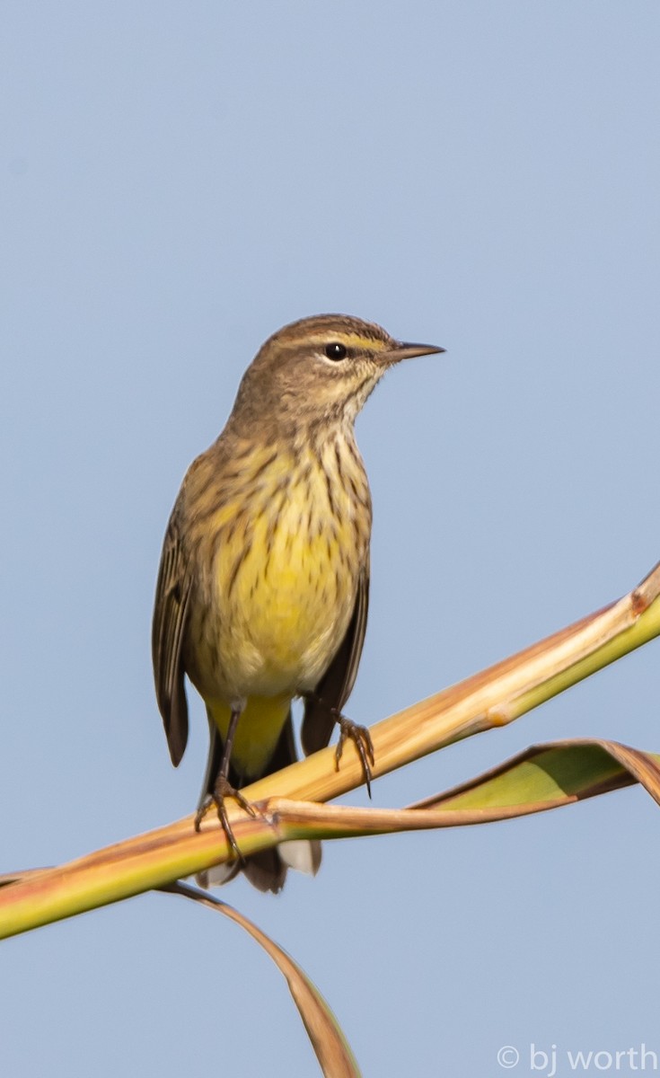 Palm Warbler - ML123602501