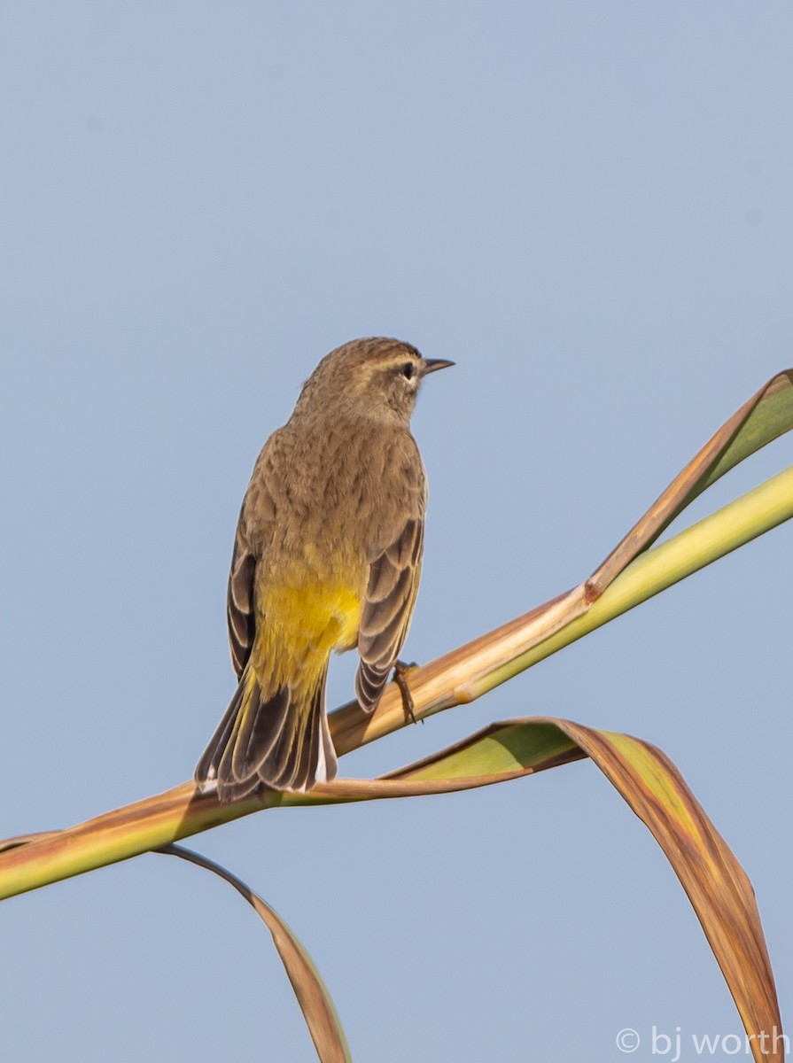 Palm Warbler - ML123602511