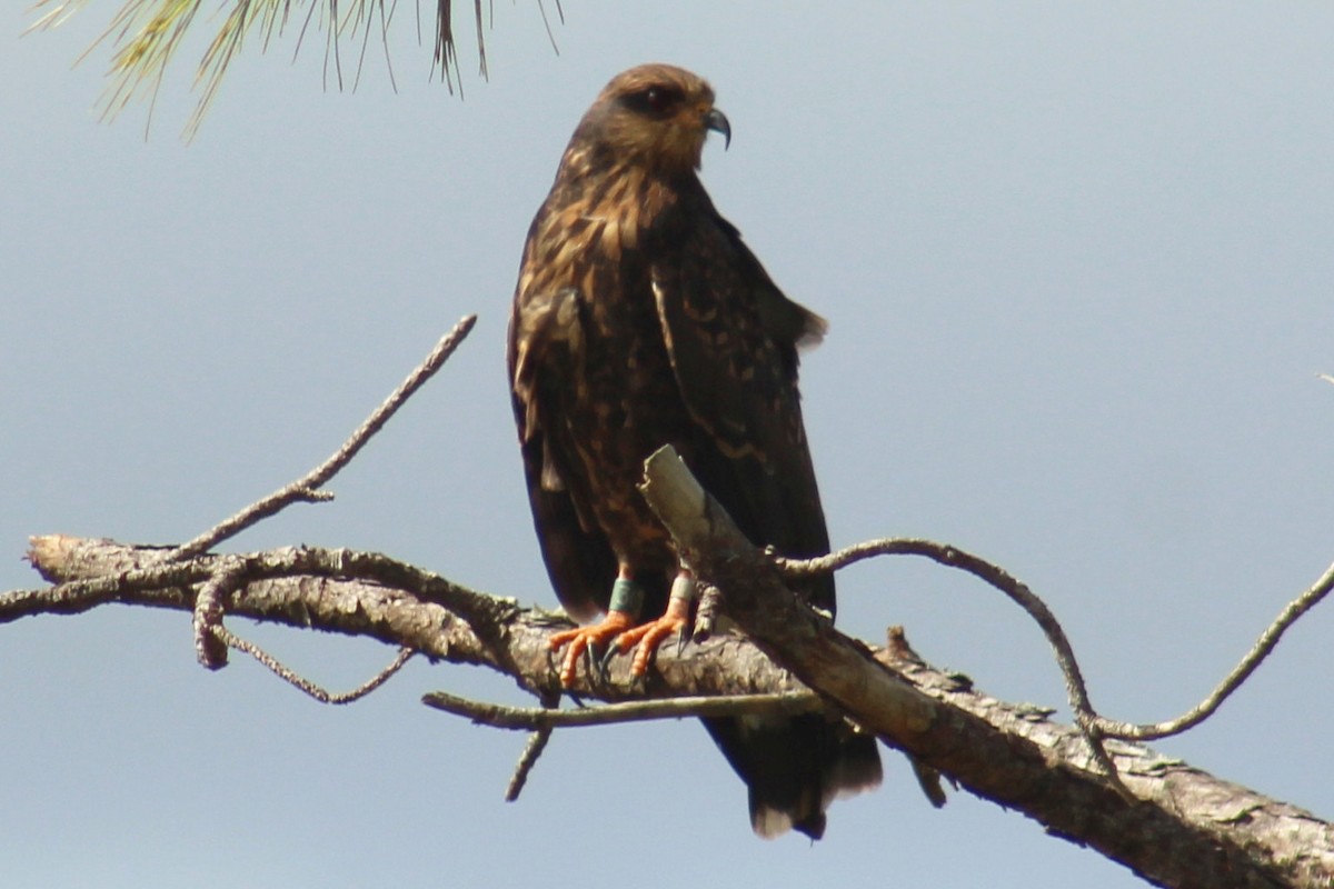 Snail Kite - ML123602731