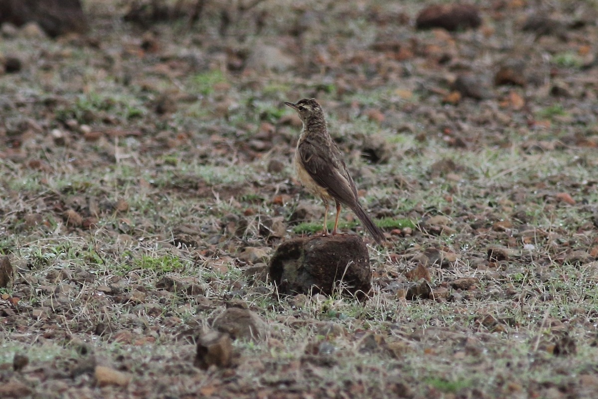 Long-billed Pipit - ML123603481