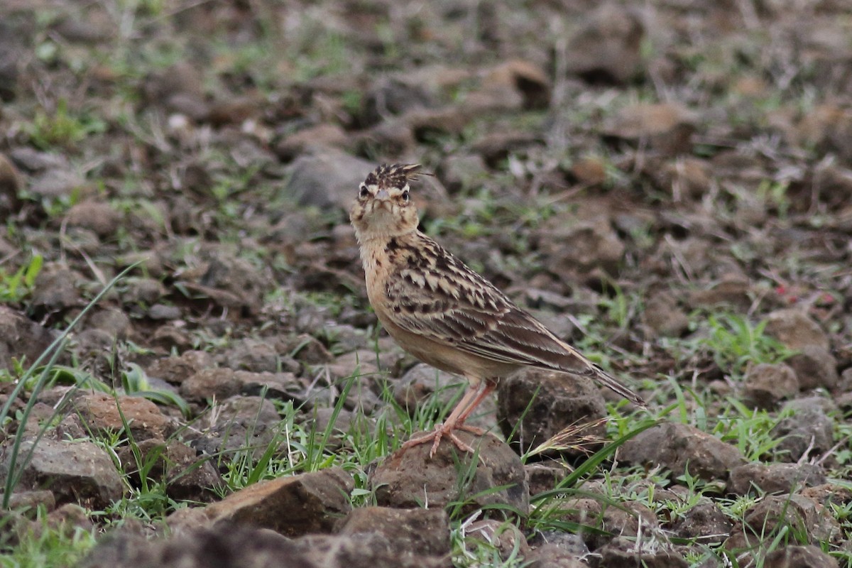 Tawny Lark - Chinmay Rahane