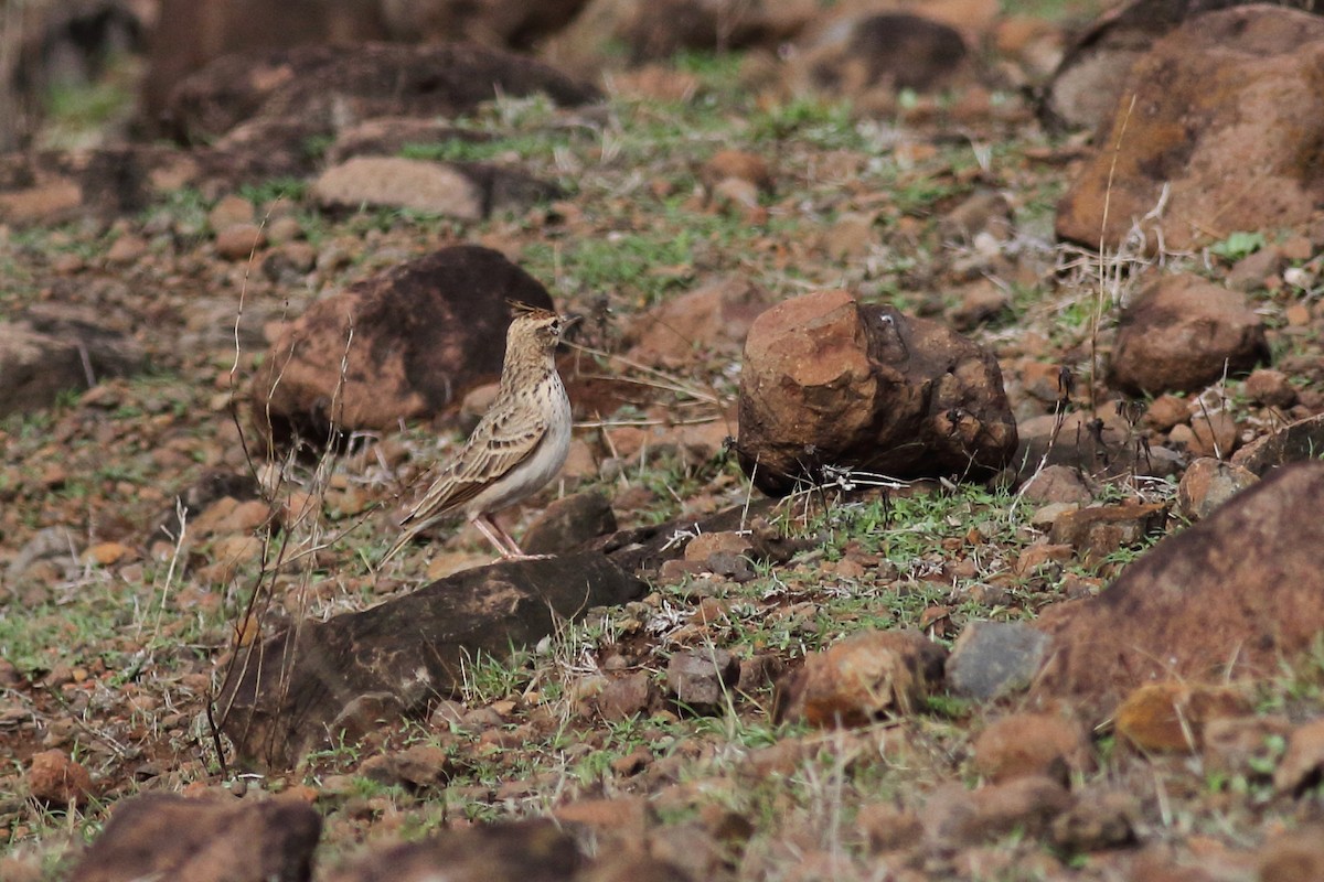 Cochevis de Malabar - ML123603561