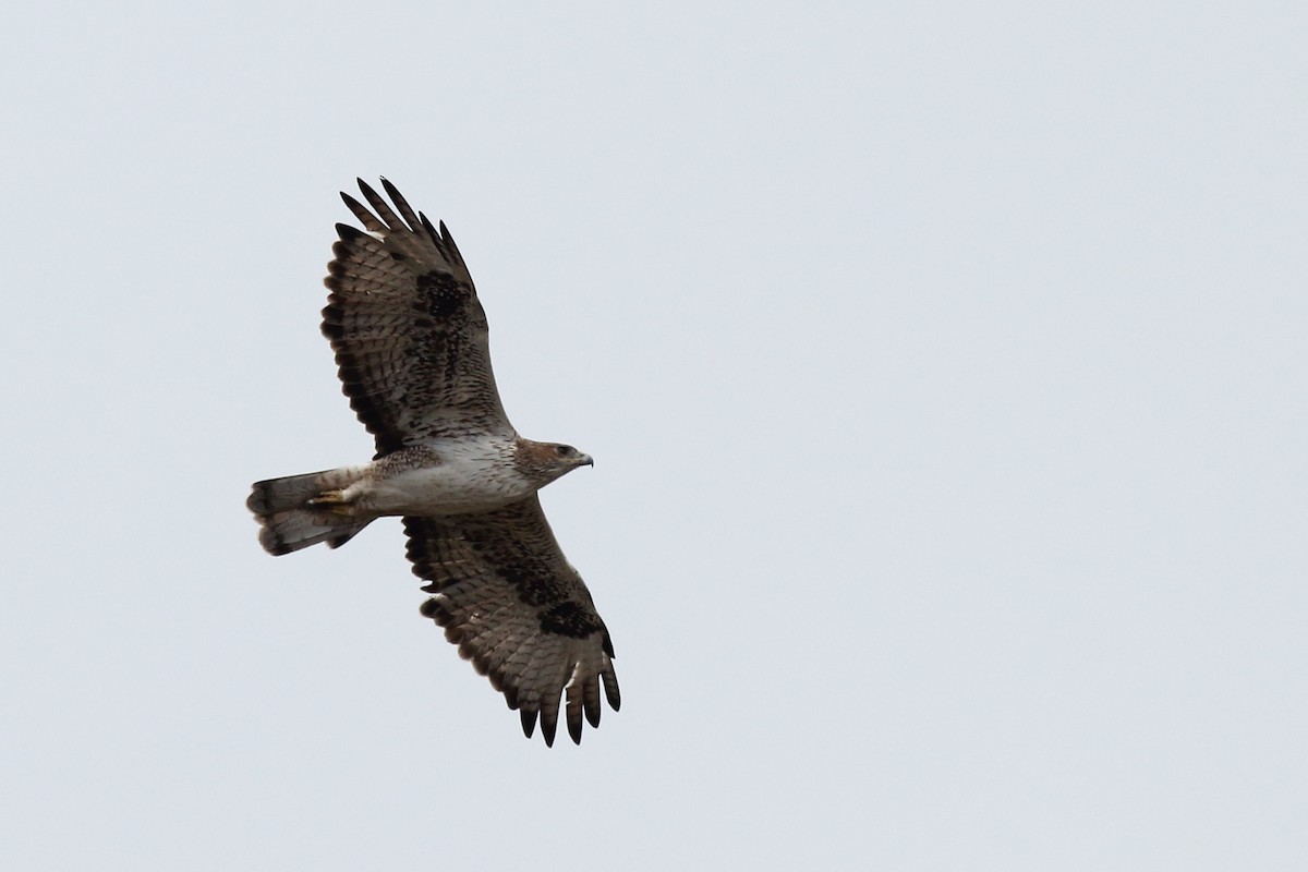 Bonelli arranoa - ML123603661