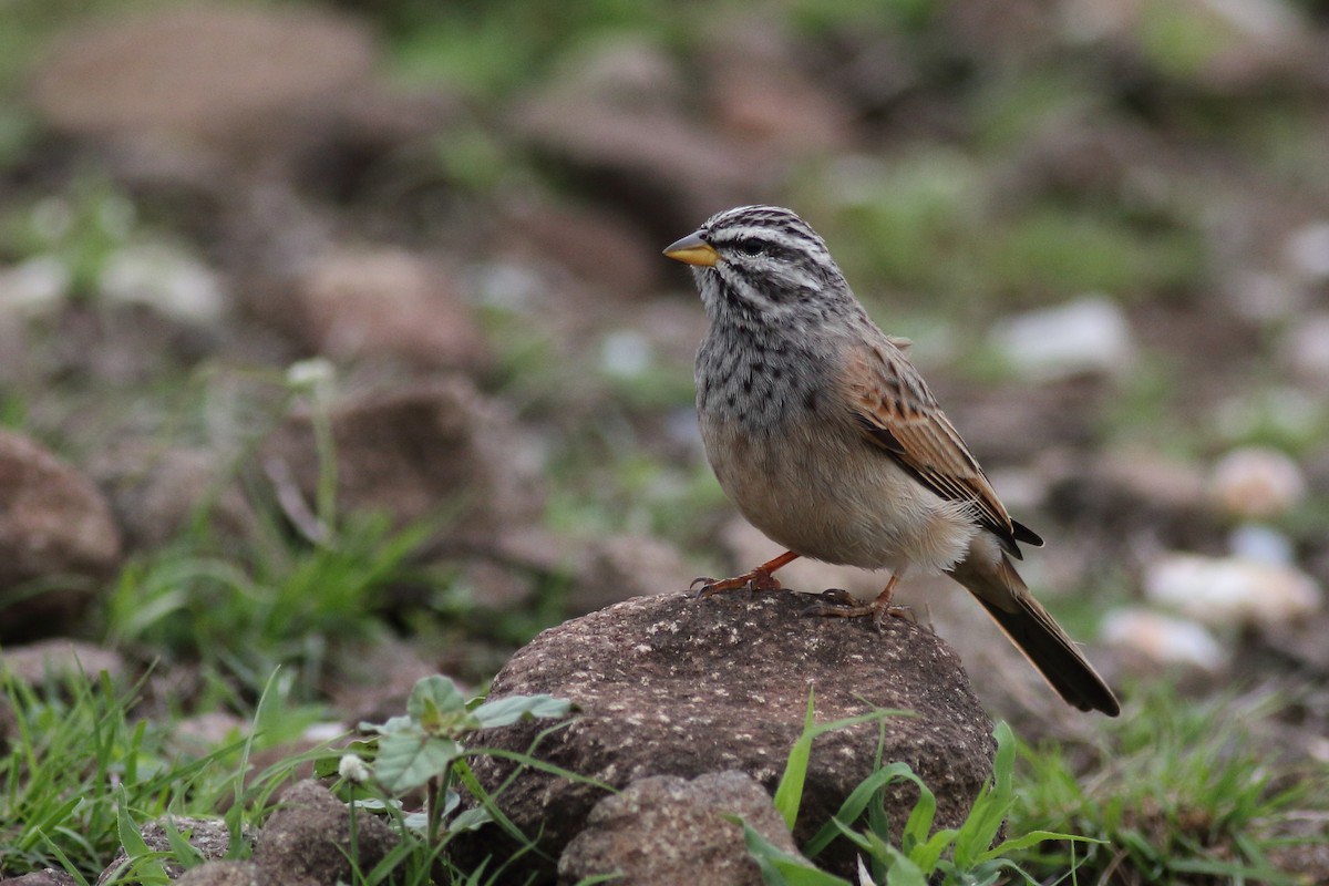 Striolated Bunting - Chinmay Rahane