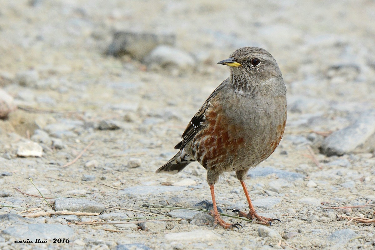 Alpine Accentor - ML123604401