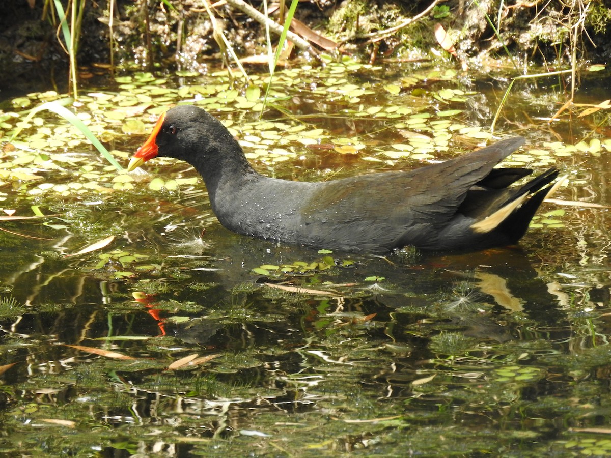 Dusky Moorhen - ML123605411