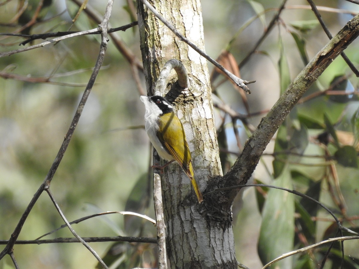 White-throated Honeyeater - ML123605911