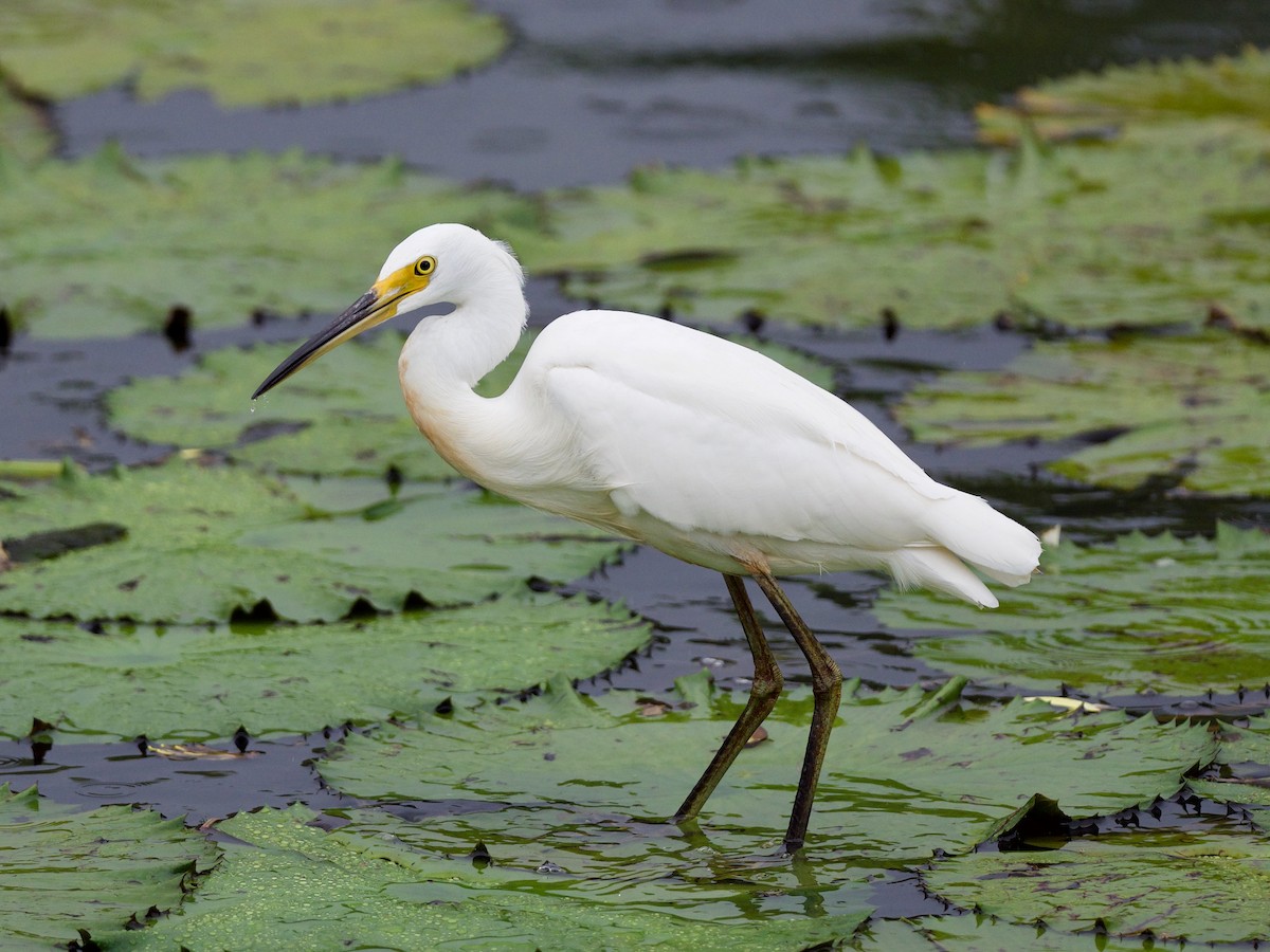 Хурган дэглий - ML123606191