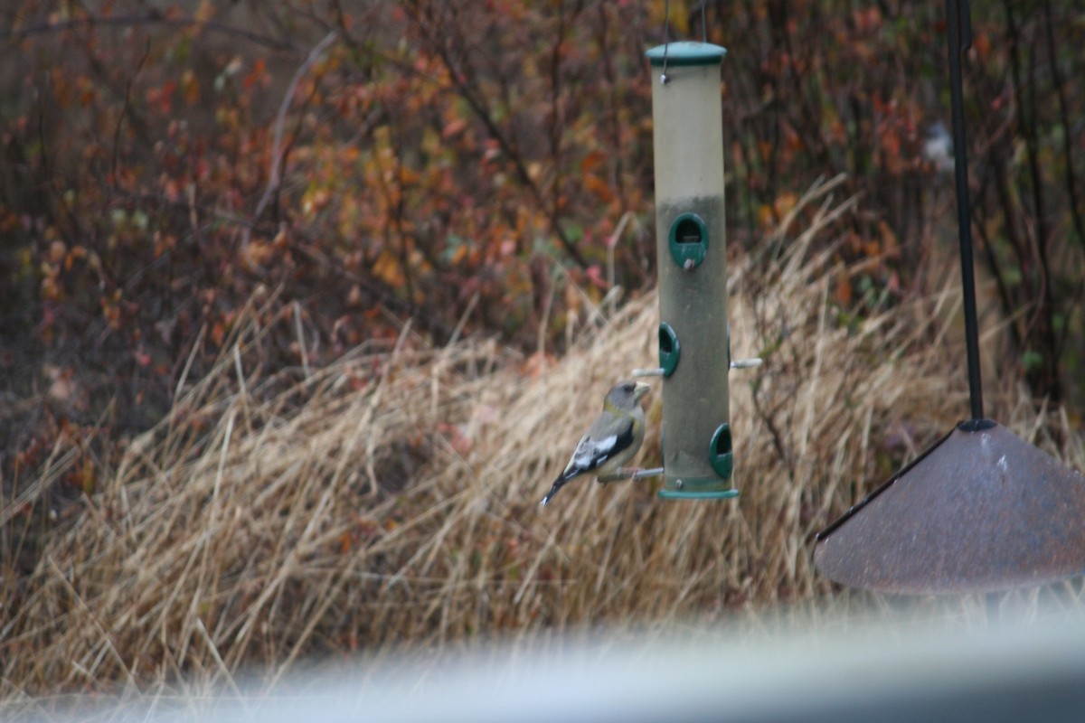 עב-מקור ערב - ML123606841