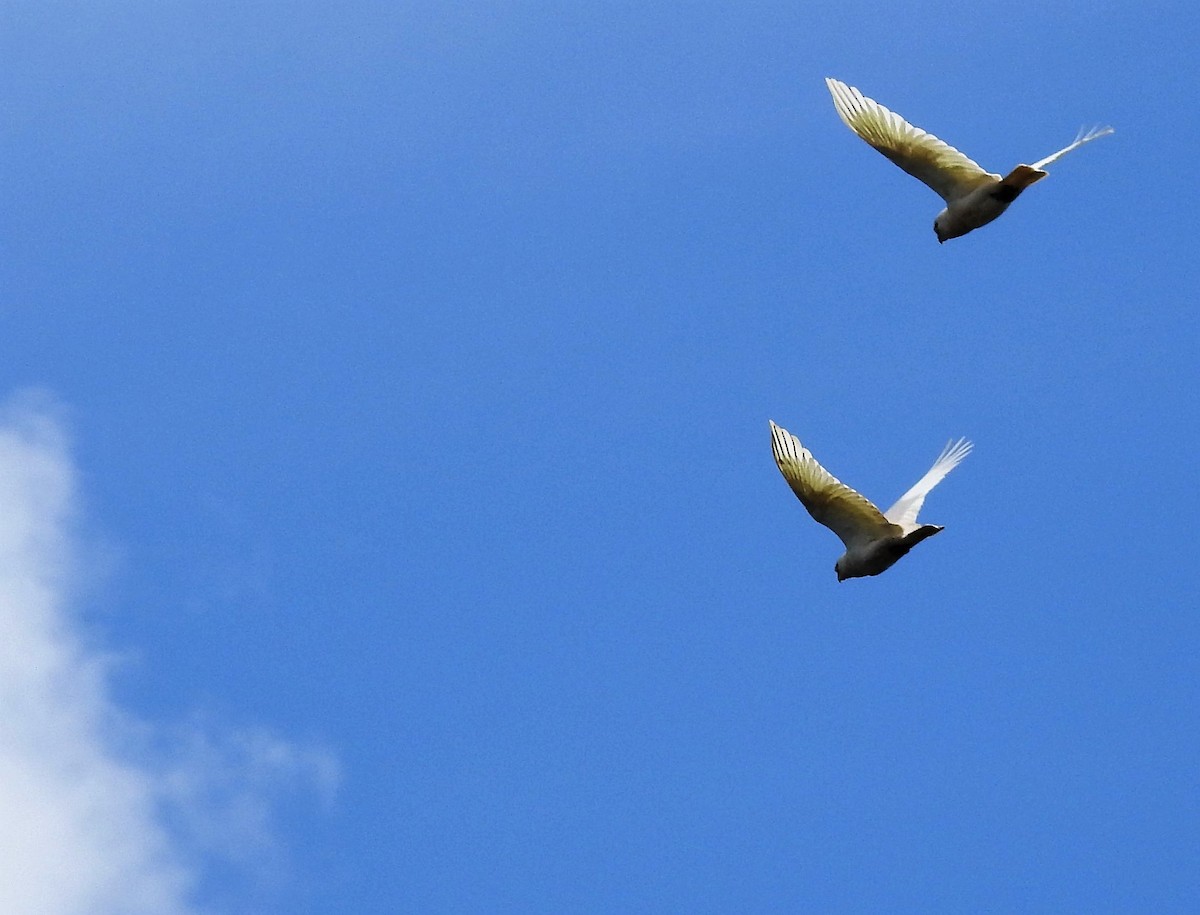 Little Corella - ML123606921