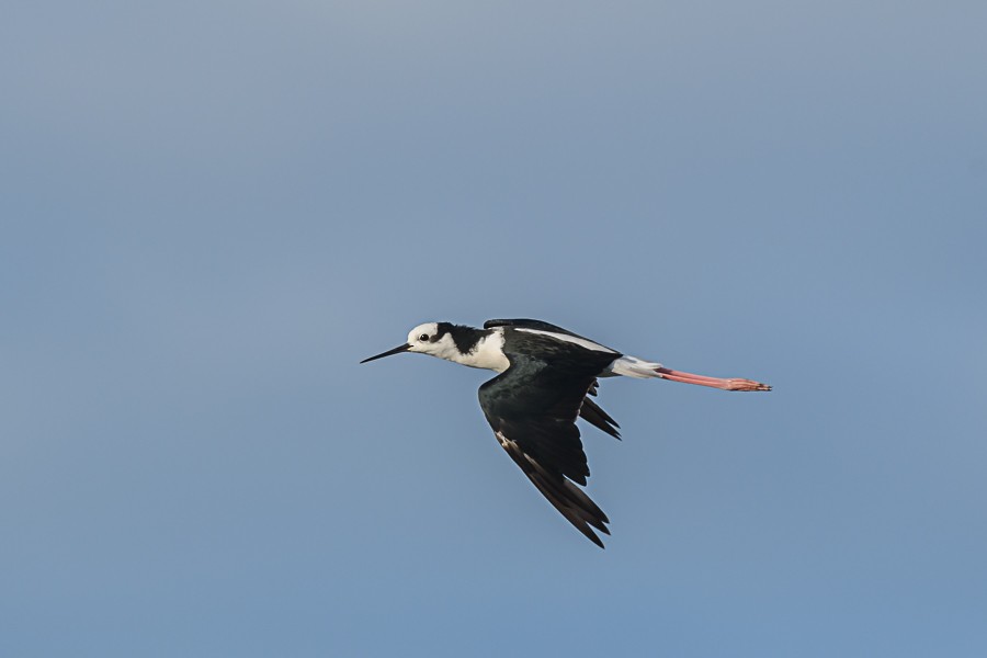 Black-necked Stilt - Leonardo Retamal Friz