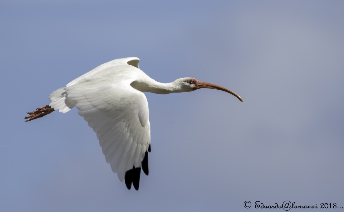 White Ibis - ML123607141